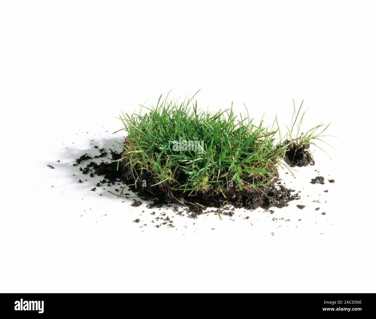 Gras. Stichprobe von Gras und die Erde. Gras Pflanzen haben schmale