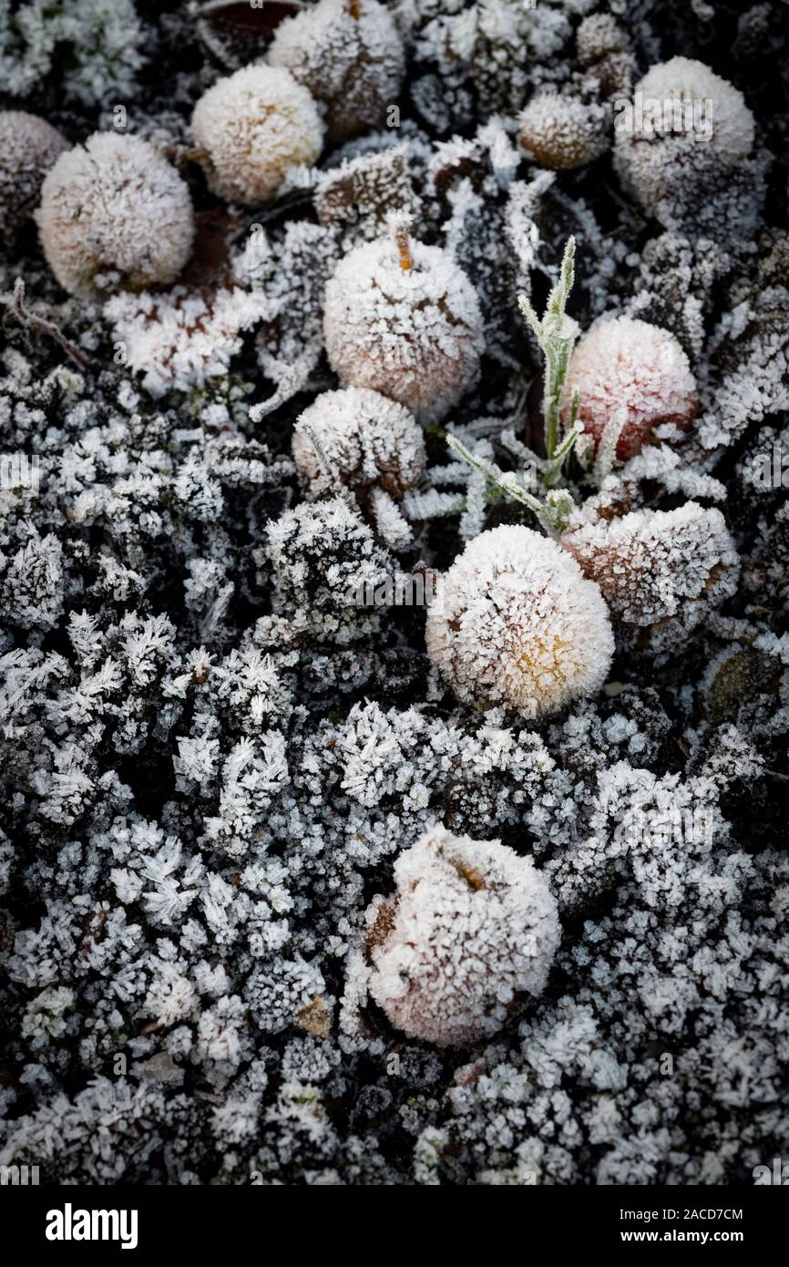 Wind gefallenen Äpfel Verrotten auf dem Boden in Frost bedeckt. Stockfoto