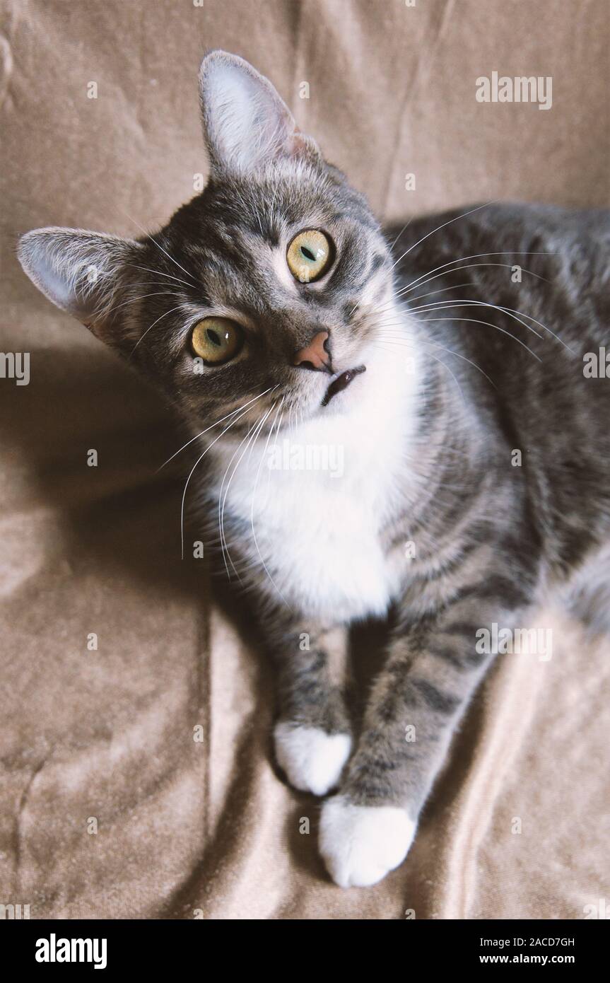 Lustige Katze mit fragenden Blick - Grau tabby inländischen Pet bis an Kamera suchen Stockfoto