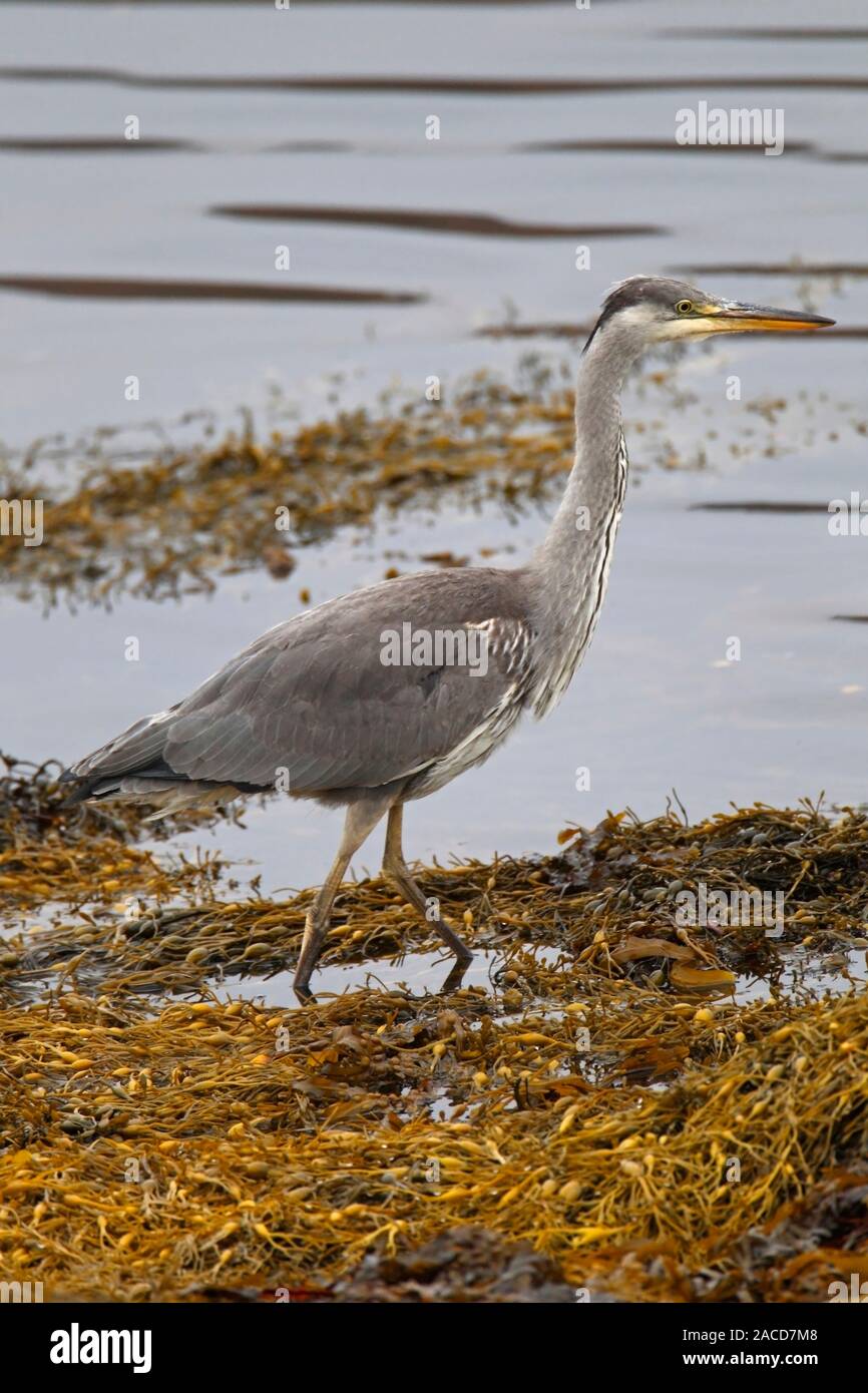 Graureiher (Ardea cinerea) auf der Suche nach Beute unter den Algen, Isle of Mull, Schottland, Großbritannien. Stockfoto