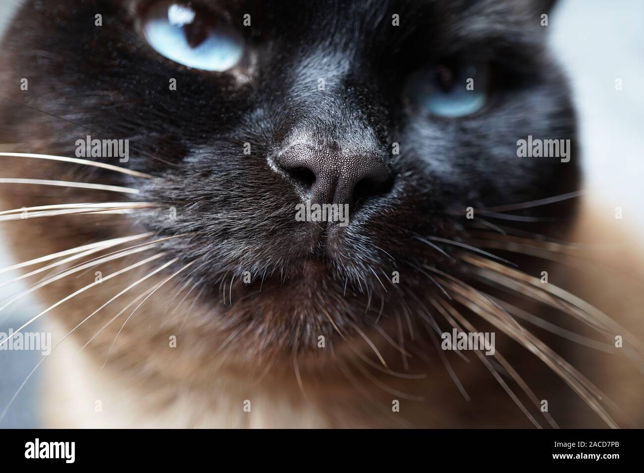 Siamesische Katze Nase und Schnauze Makro Nahaufnahme Stockfoto