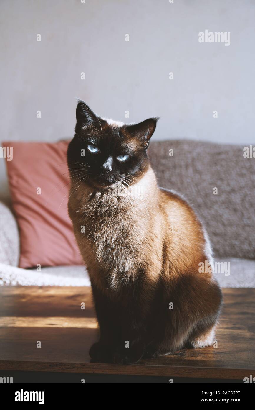 Siamesische Katze sitzt am Tisch im Wohnzimmer im Sonnenlicht Stockfoto