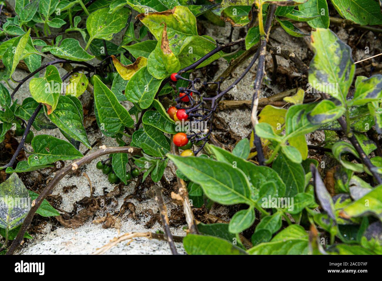 Die Blätter und Beeren des bittersüßen Nachtschattens (Solanum dulcamara) Stockfoto