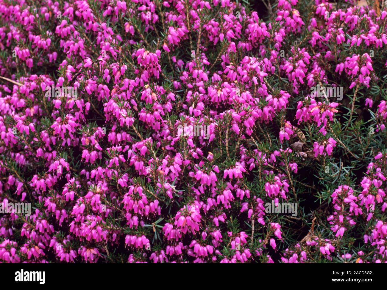 Heidekraut (Erica oleracea 'Lohses Rubin') Blumen. Stockfoto