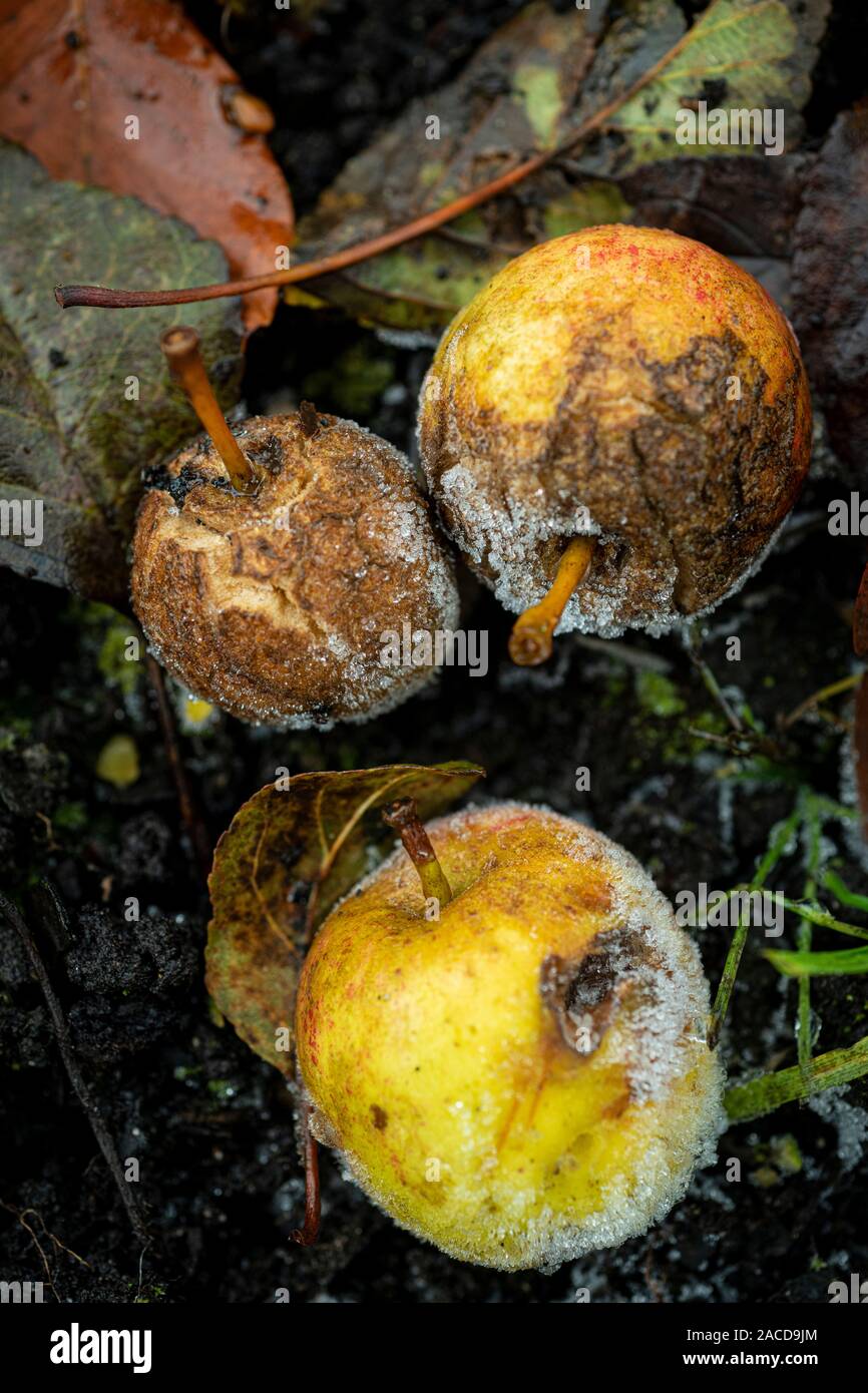 Windfallen mini Partizipation Äpfel, Fäulnis auf eisigen Boden. Stockfoto