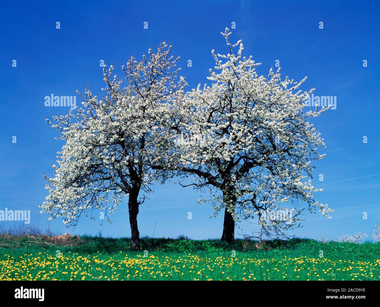 Die Kirschbäume blühen im Frühjahr. Kirschen (Prunus sp. ) Werden oft