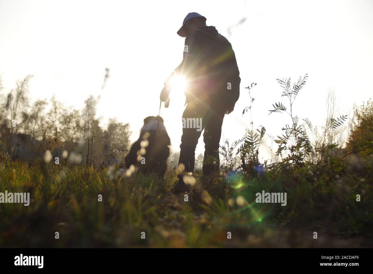 Silhouette eines Mannes mit einem Hund auf einem Spaziergang. Border Collie auf der Wiese gegen die Strahlen der untergehenden Sonne. Stockfoto