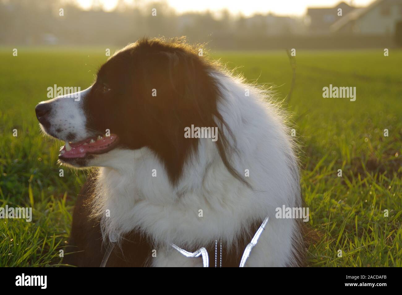 Silhouette eines Hundes auf dem Feld. Border Collie auf der Wiese gegen die Strahlen der untergehenden Sonne. Stockfoto