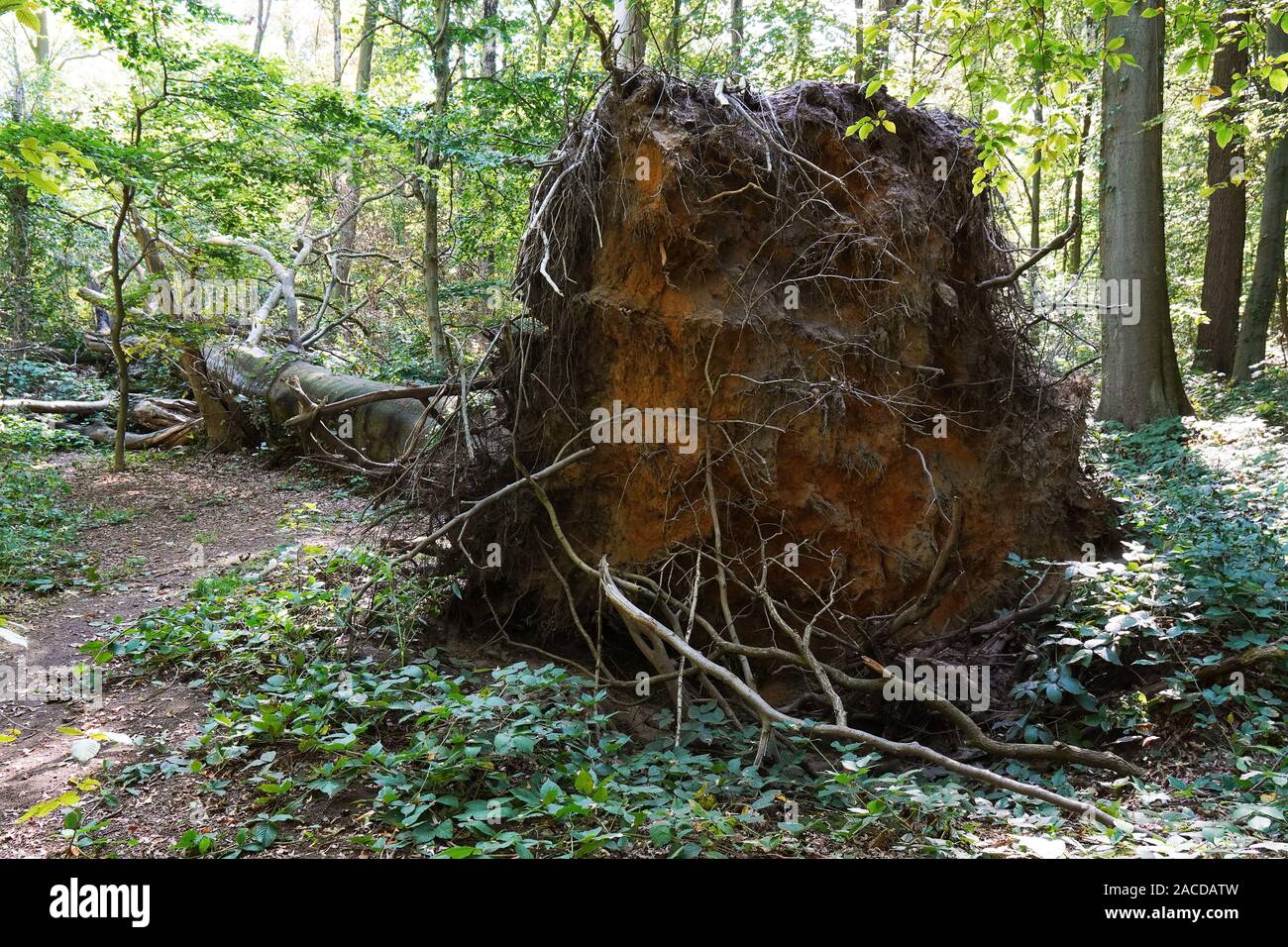 Entwurzelte Baum nach Sturm Schäden zu verrotten in natürlichen Wald links Stockfoto