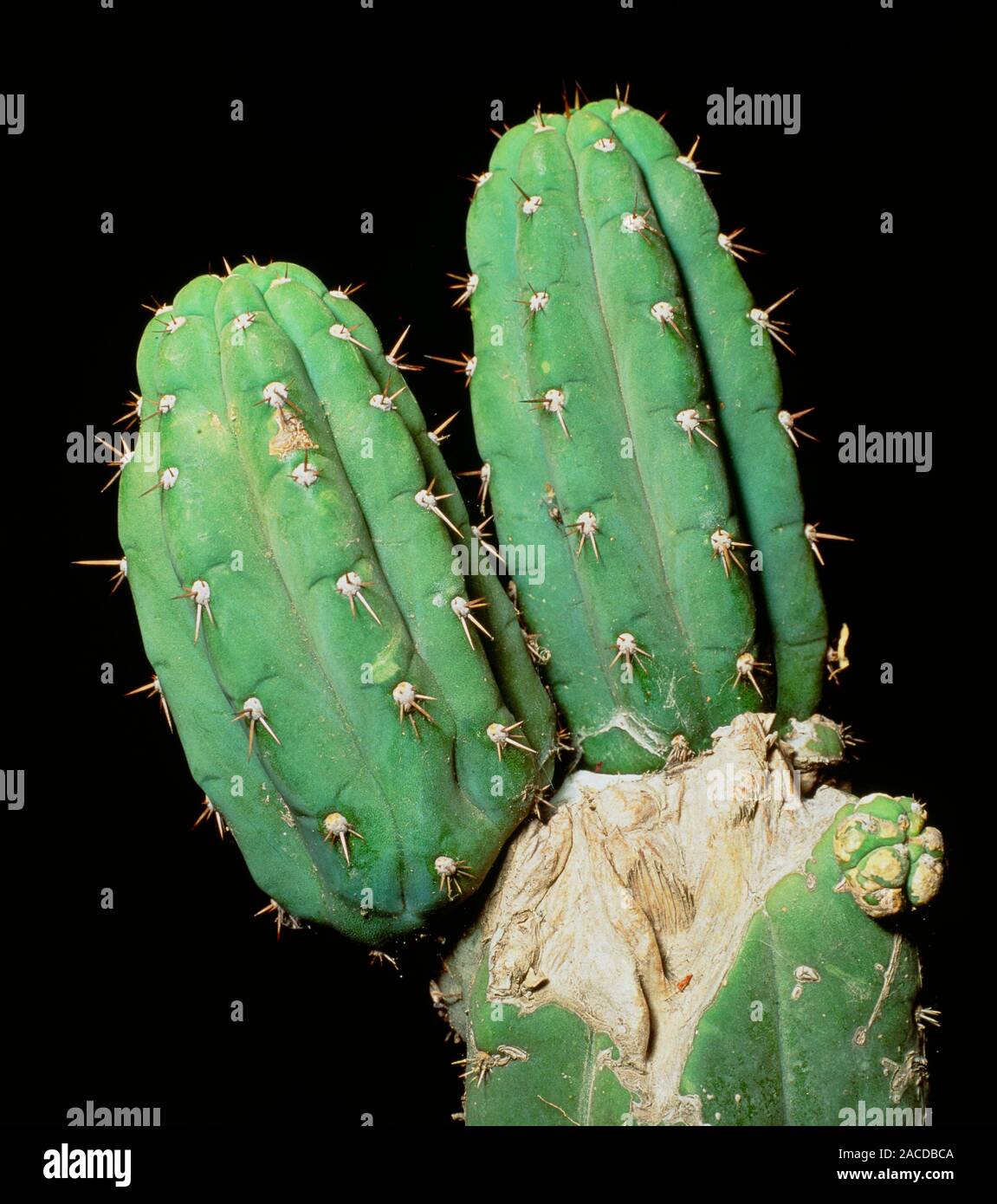San Pedro Kaktus. Wie die berhmten Peyote Kaktus, die vor allem in Mexiko  und Texas gefunden wird, wird dieser Kaktus enthlt die halluzinogene Droge  Meskalin. Es Stockfotografie - Alamy