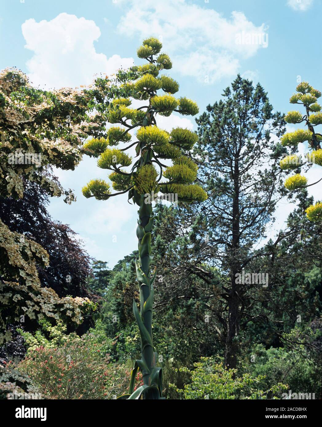 Blhende Agave (Agave americana) mit groen Blte Spike. Diese Pflanze, die  ursprnglich aus Mexiko, hat eine buschige Basis 2 Meter hoch. Nach ca. 10  Jahren Stockfotografie - Alamy