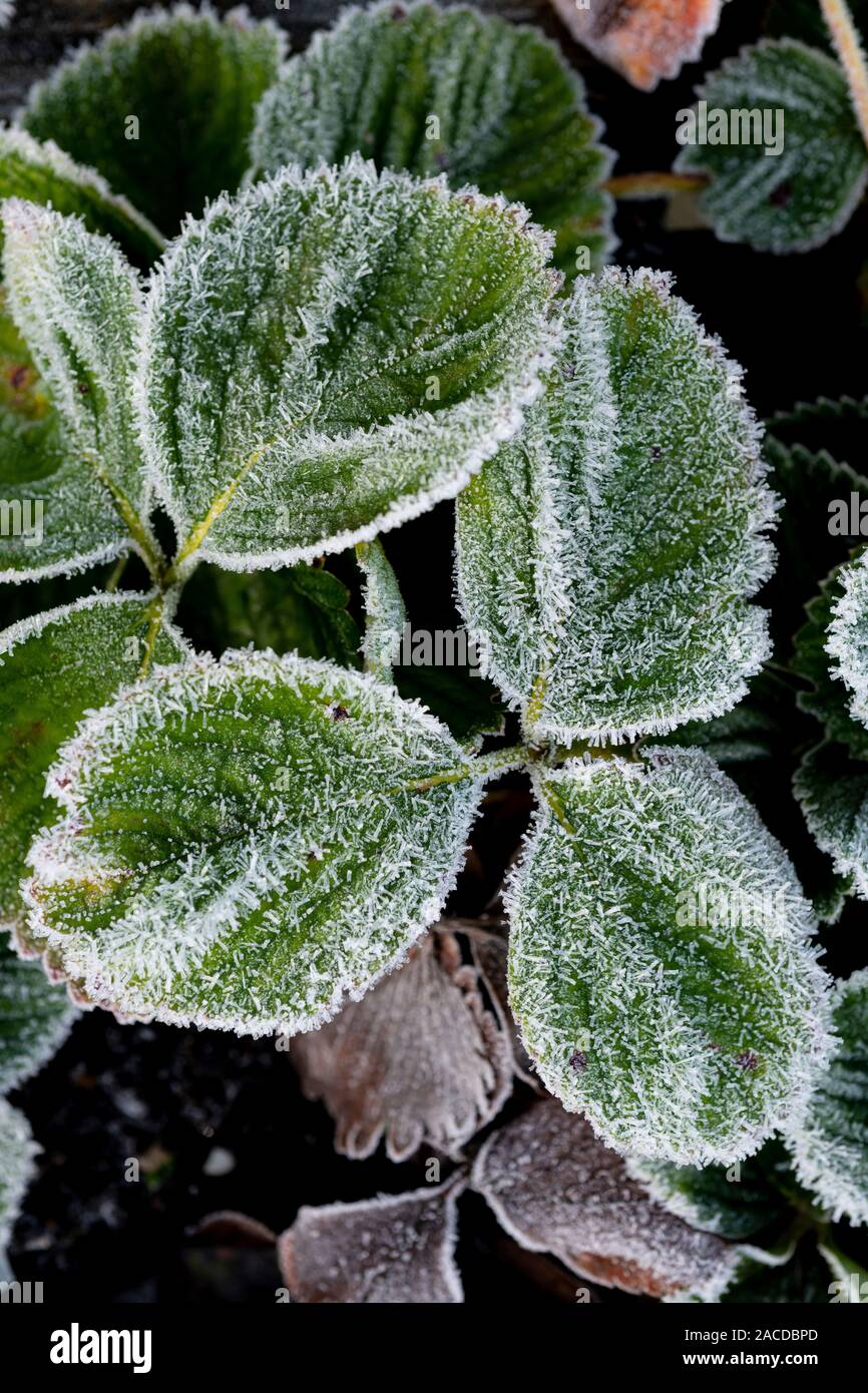 Frost bedeckt Erdbeerblätter. Stockfoto