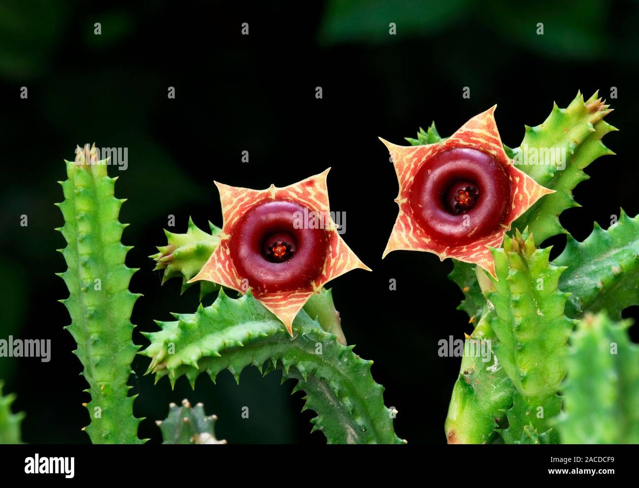 Huernia sp. Kaktus. Diese saftigen ist in der Region des stlichen und  sdlichen Afrika. Er sendet einen fauligen Geruch hnlich verwesende  Kadaver zieht fliegt. Th Stockfotografie - Alamy