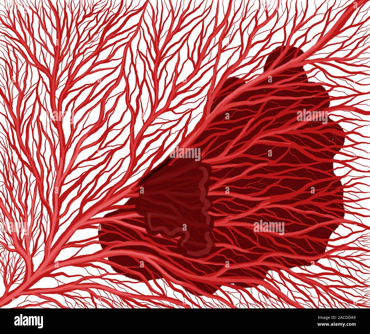 Darstellung der kapillaren Netzwerks und roten Blutkörperchen Stockfoto
