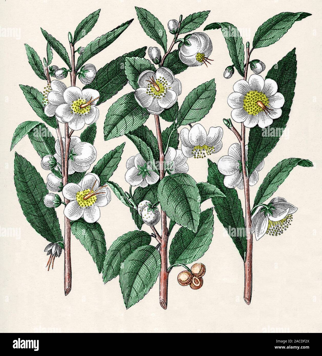 Teepflanze (Camellia sinensis), historischen Kunstwerken. Die Knospen und  junge Bltter der Teepflanze werden getrocknet und verwendet die Getrnke  wie Tee bekannt zu machen. Tee c Stockfotografie - Alamy