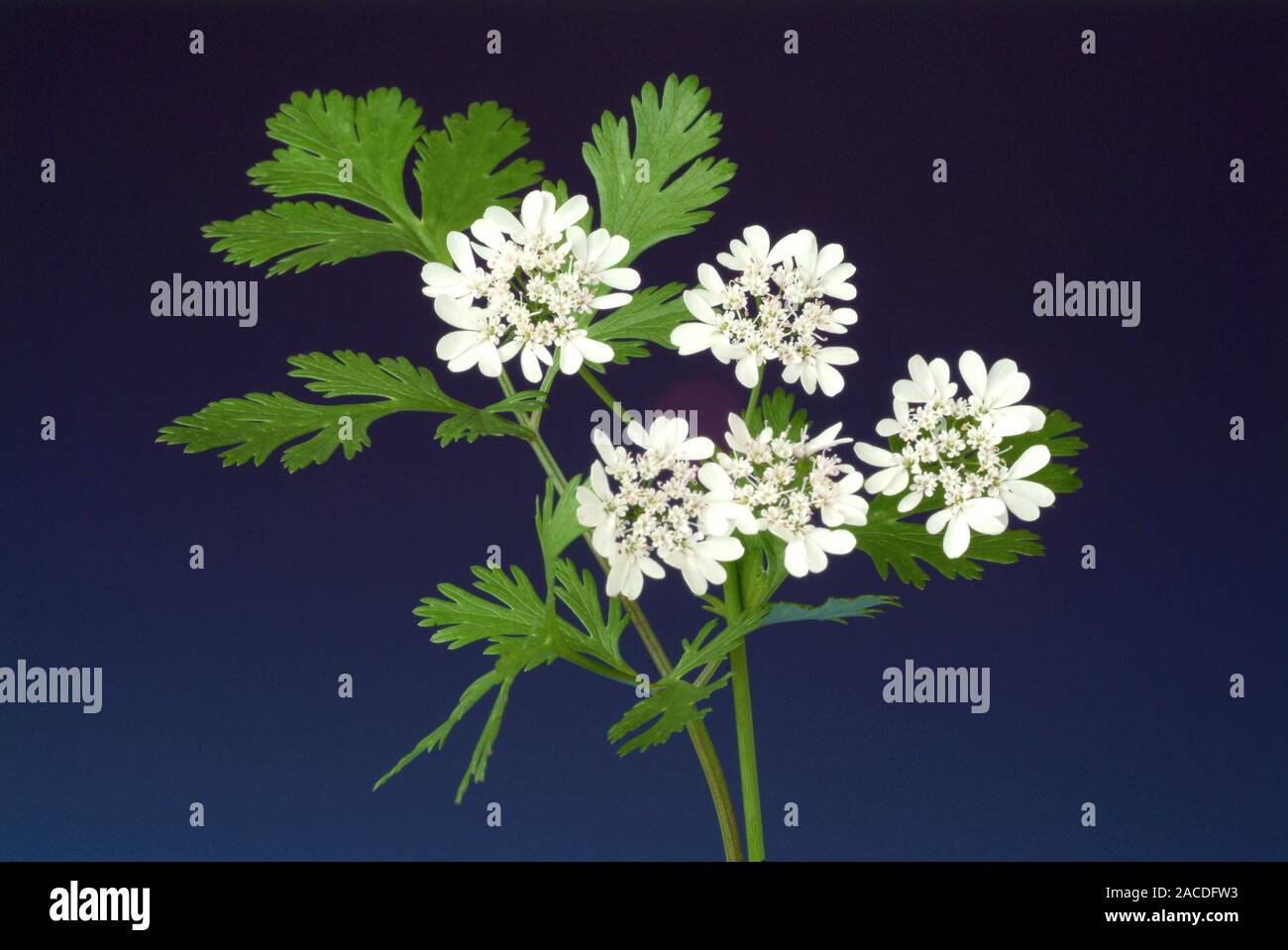 Koriander (Coriandrum sativum) Pflanze mit Blumen. Corriander Blätter, genannt cilantro, sind in der Küche verwendet. Die Blumen Samen produzieren, die u Stockfoto