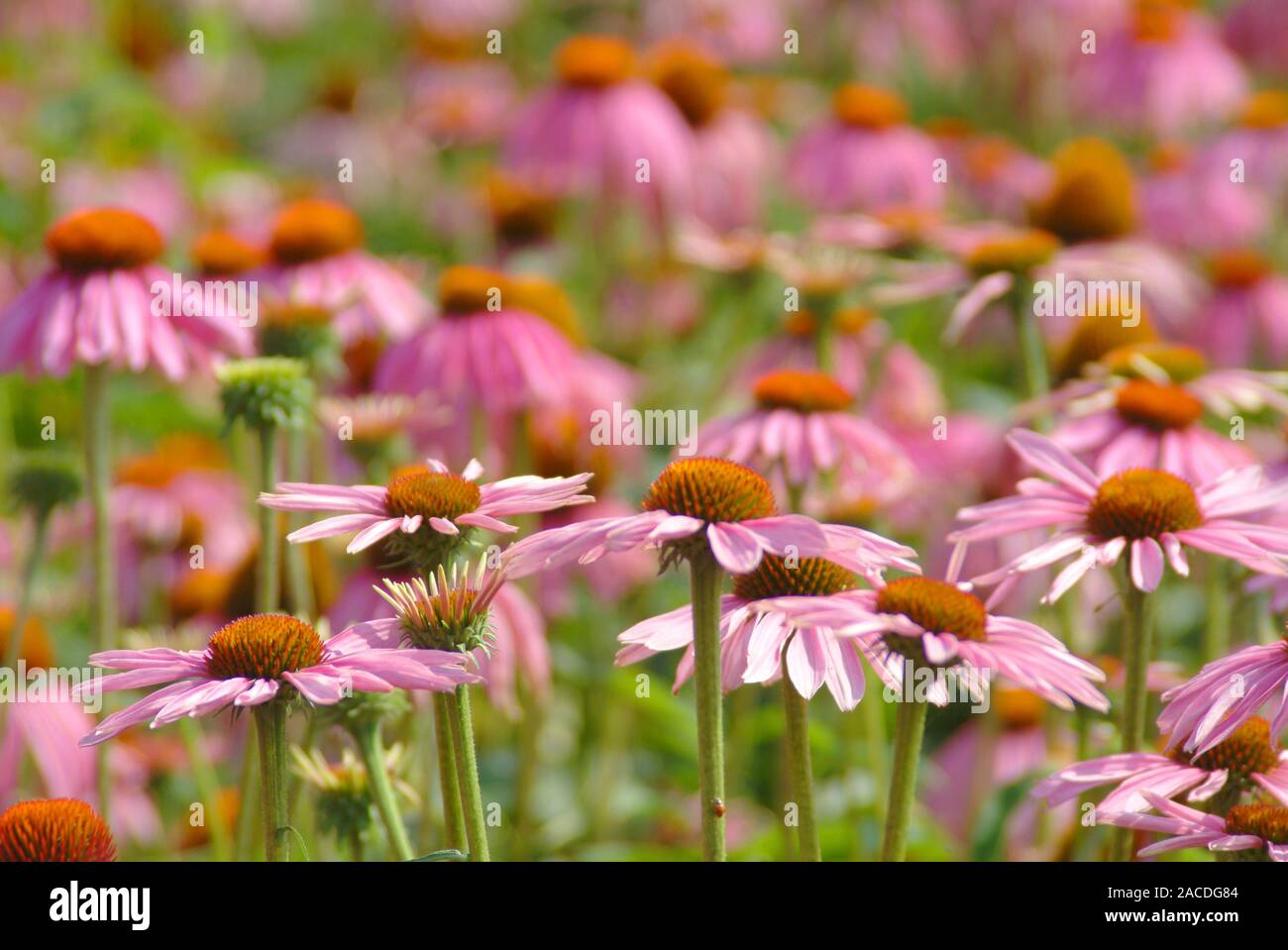 Lila coneflowers (Echinacea purpurea) in einem Feld. Diese Pflanze ist