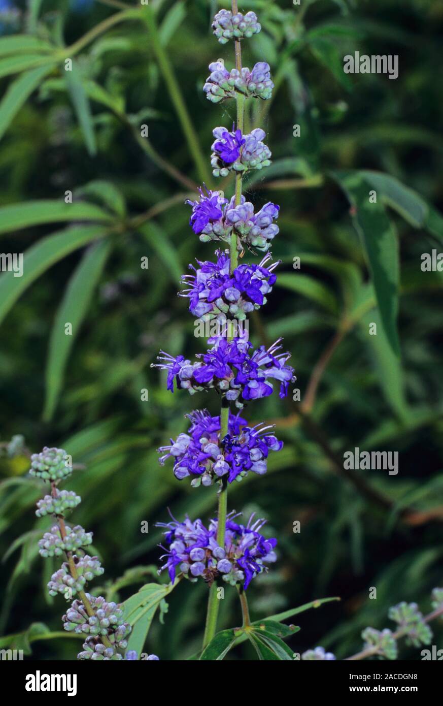 Agnus castus Blumen (Vitex agnuscastus). Die moderne Forschung auf