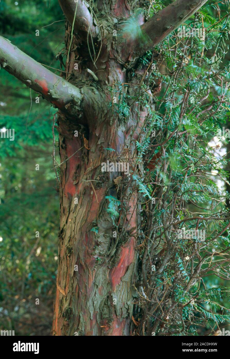 Yew Tree Trunk. Stamm eines Pacific, oder Western, Eibe (Taxus Buergeri).  Das krebsmedikament Taxol wird aus der Rinde des Baumes, die wchst  isoliert Stockfotografie - Alamy