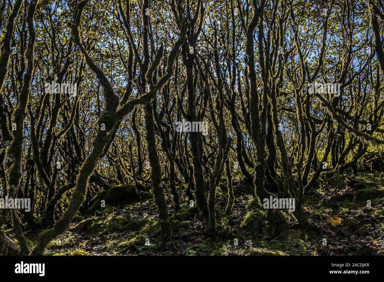 Moos bedeckt Bäume in einem hochgelegenen Regenwald in der Nähe des pass Lamjura La Stockfoto