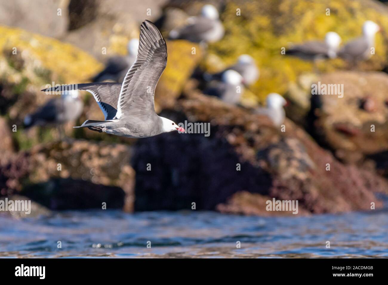 Heermann Gulls (Larus heermanni) im Flug über den Ozean mit anderen Nistenden am Ufer in Baja California, Mexiko. Stockfoto