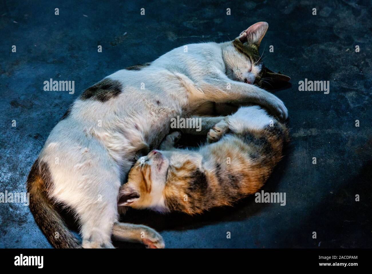 Schlafende Katzen, Yangon, Myanmar. Stockfoto