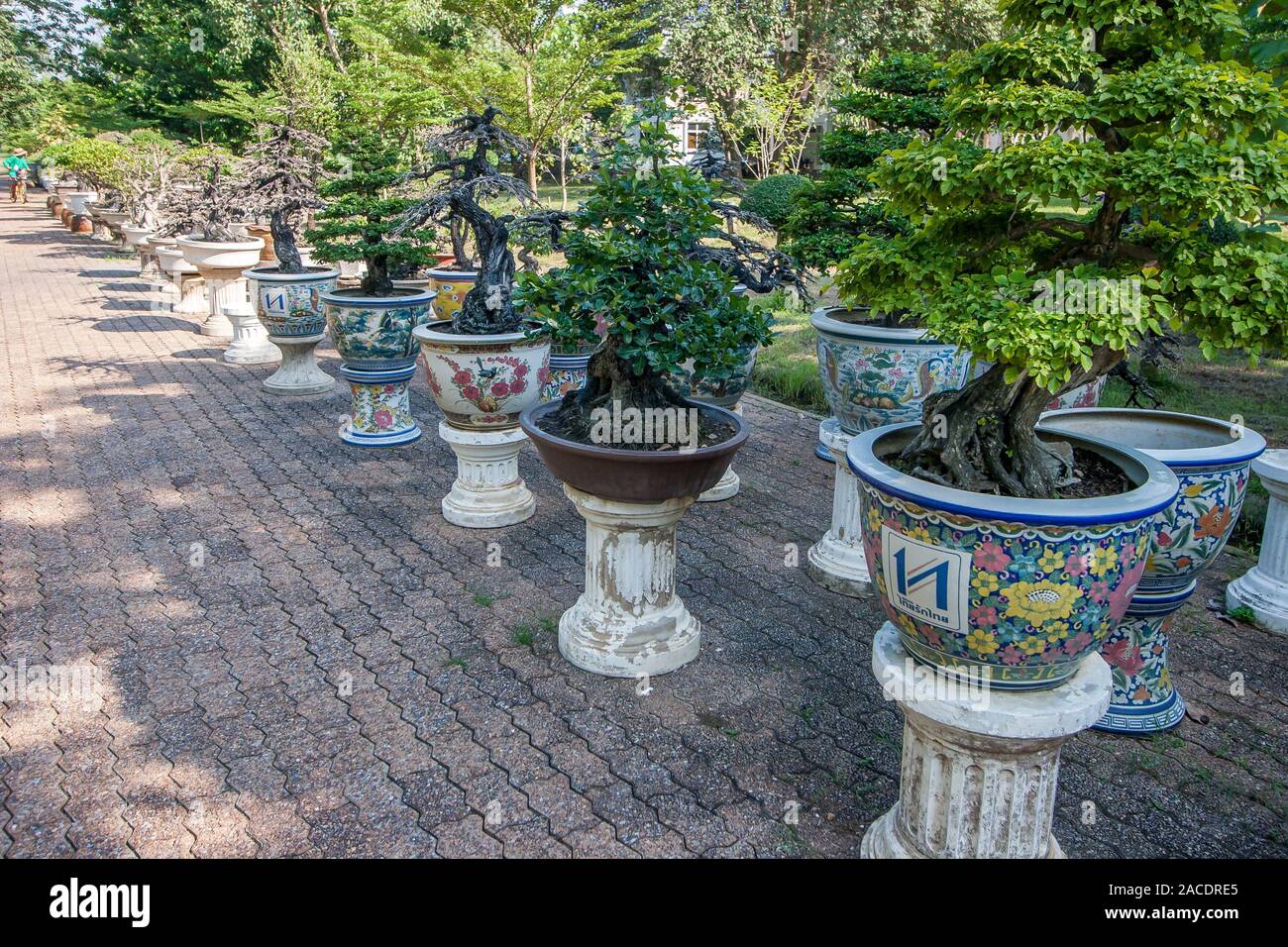 Bangkok, Thailand - 18. November 2015: bemalte Bonsai Bäume in Phutthamonthon Park. Gasse mit einer langen Reihe von Töpfen. Bäume mit grünen Blättern und ohne Stockfoto