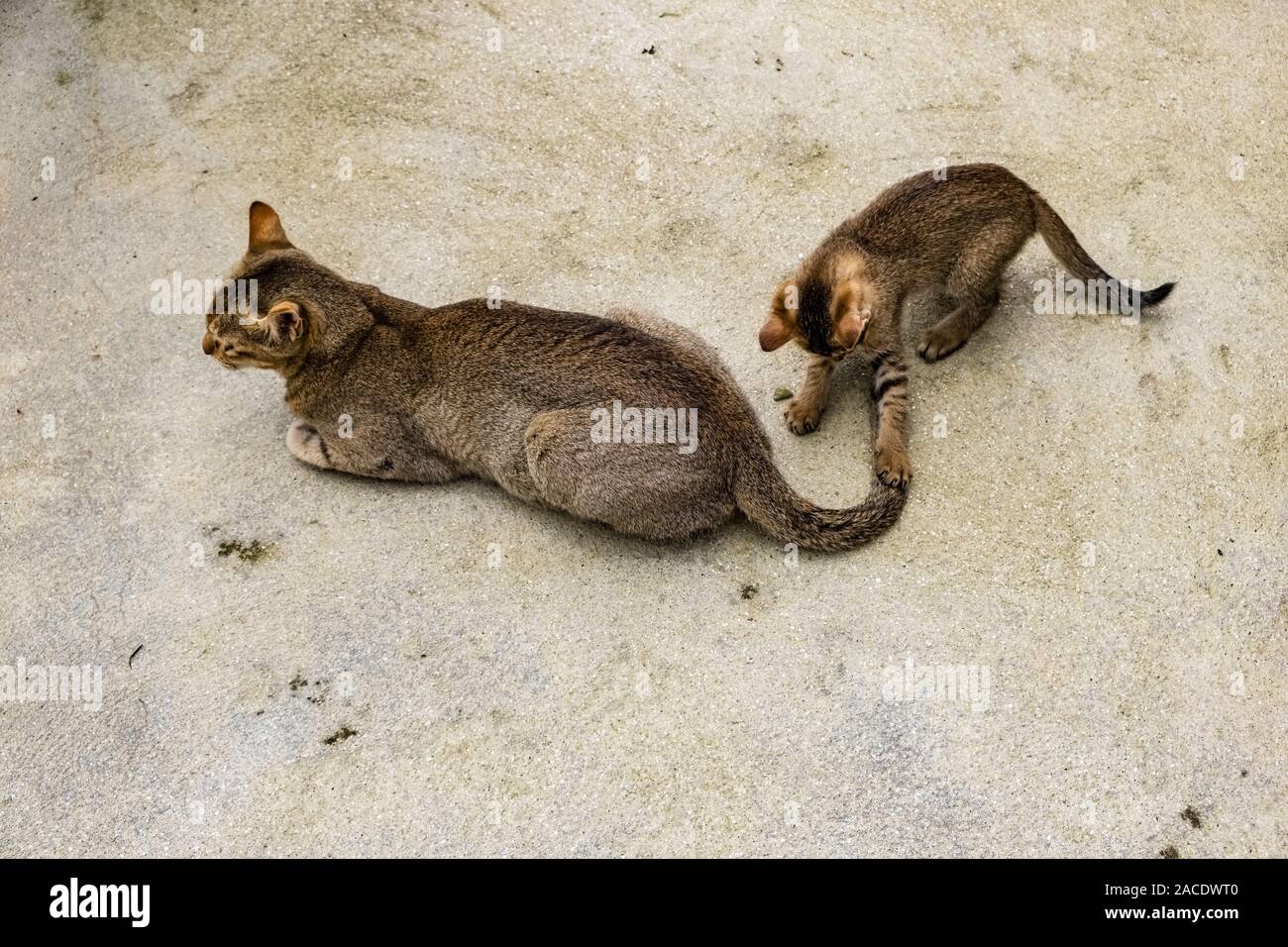 Kätzchen spielen mit den Schwanz der Katze Mutter Stockfoto