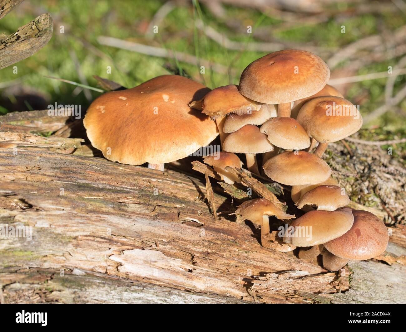 Grau-leaved Schwefel Kopf, Hypholoma capnoides, im Wald Stockfoto