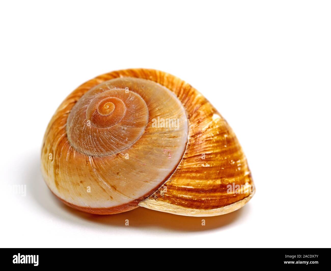 Gehäuse einer Sea Slug in Nahaufnahme vor weißem Hintergrund Stockfoto