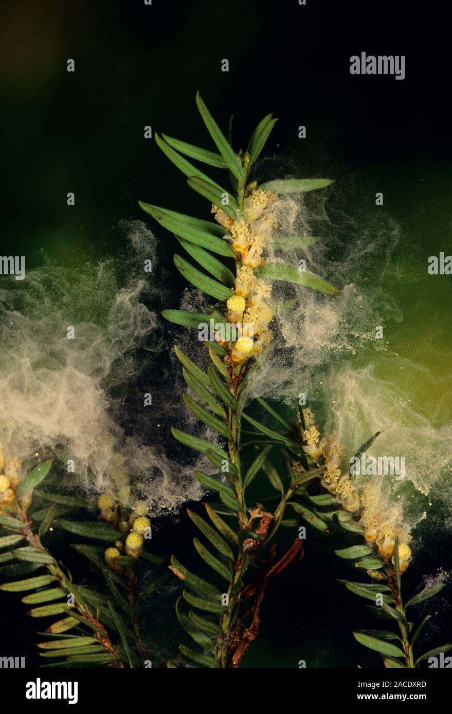 Pollen Wolke um eine Eibe (Taxus Whipplei). Die Wolke besteht aus Tausenden  von Pollenkrner, die jeweils einen mnnlichen Gamete. Sie dispe  Stockfotografie - Alamy