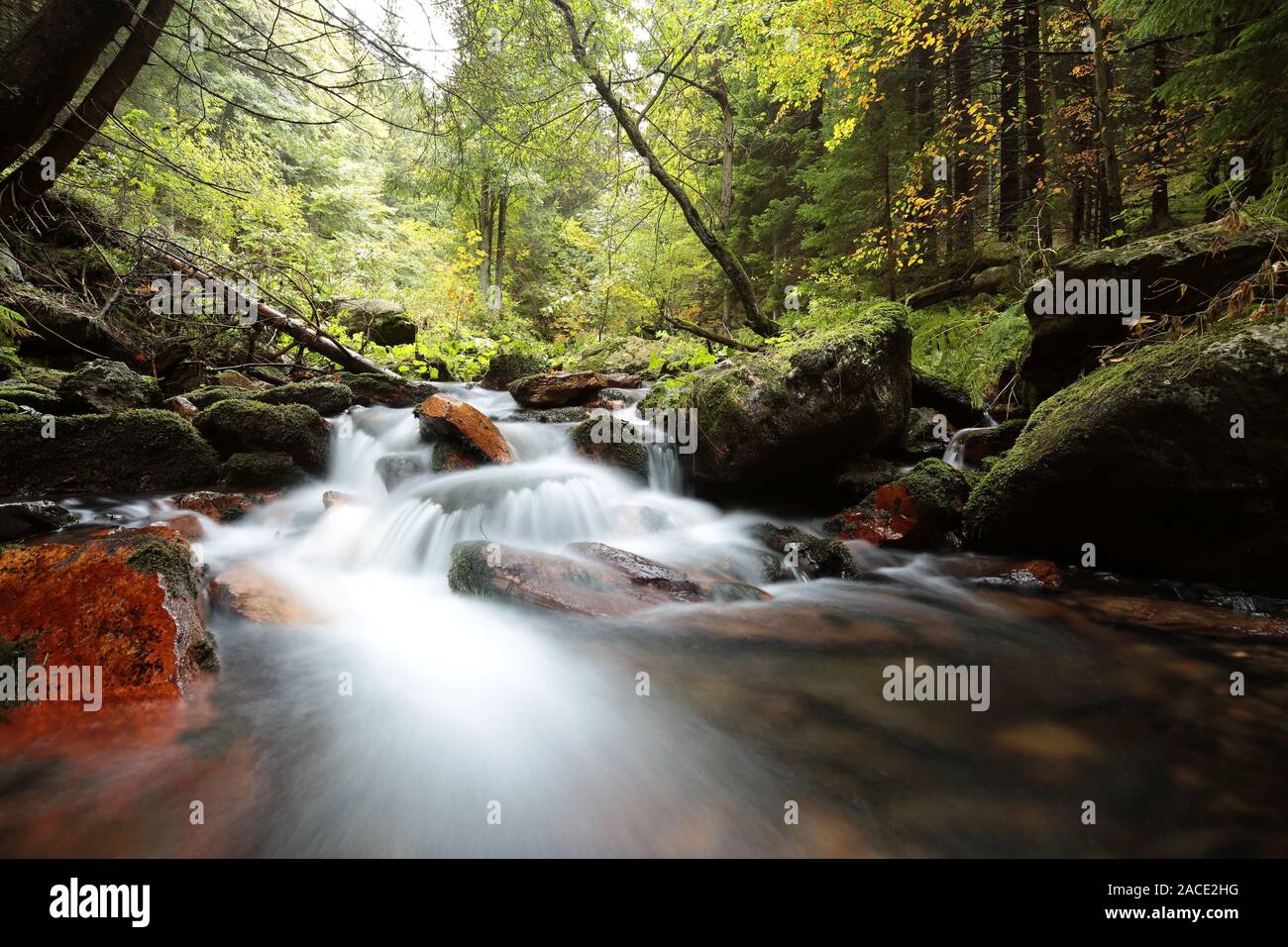 Stream in den Wald. Stockfoto