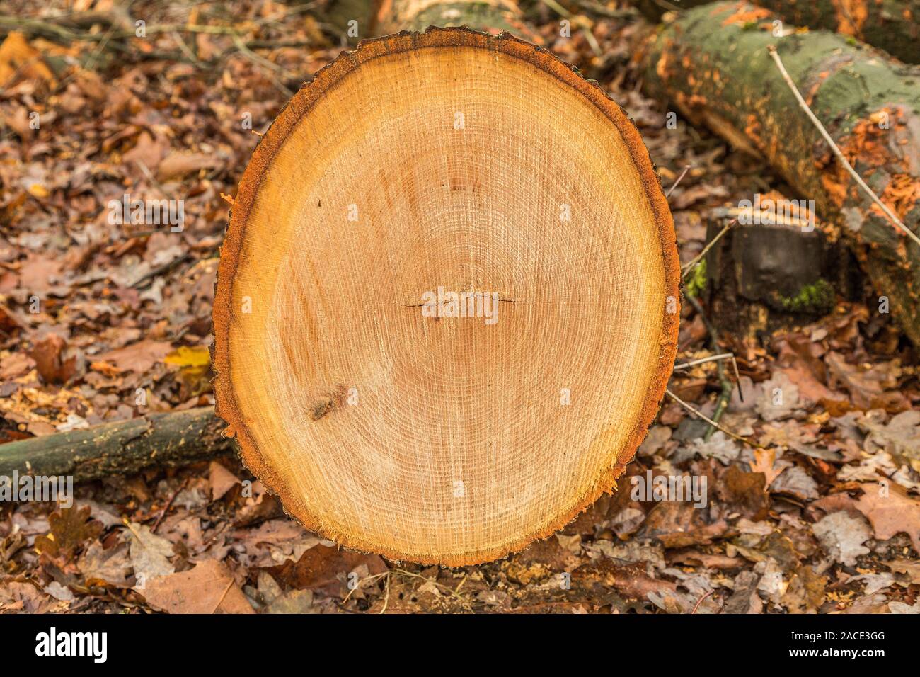 Querschnitt Baumstamm aus amerikanischer Eiche, Quercus rubra mit Kernholz, Splint, Rinde, Rinde und deutlich sichtbare Knochenmark strahlen und sah Mark Kettensäge Stockfoto