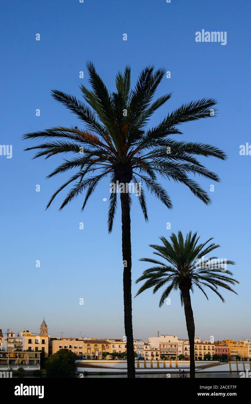 Blick durch Palmen zu Viertel Triana, Sevilla, Andalusien, Spanien Stockfoto