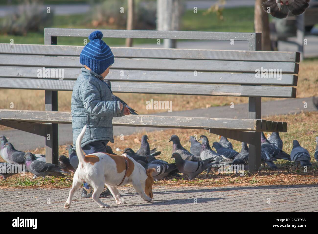 Kleiner Junge mit Tauben im City Park in Belgrad, Serbien Stockfoto