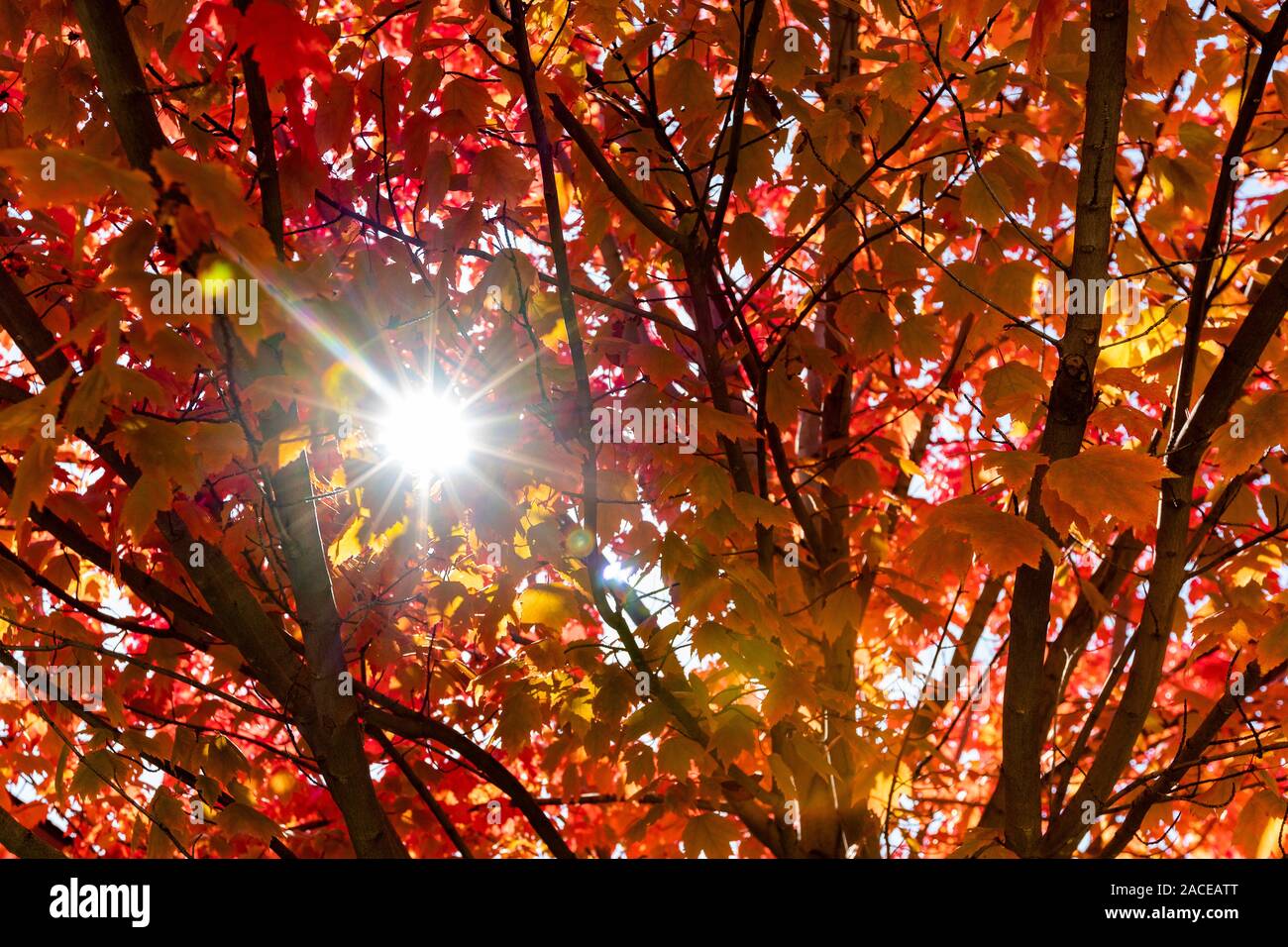 Sonnenstrahl durch Herbstzweige Stockfoto