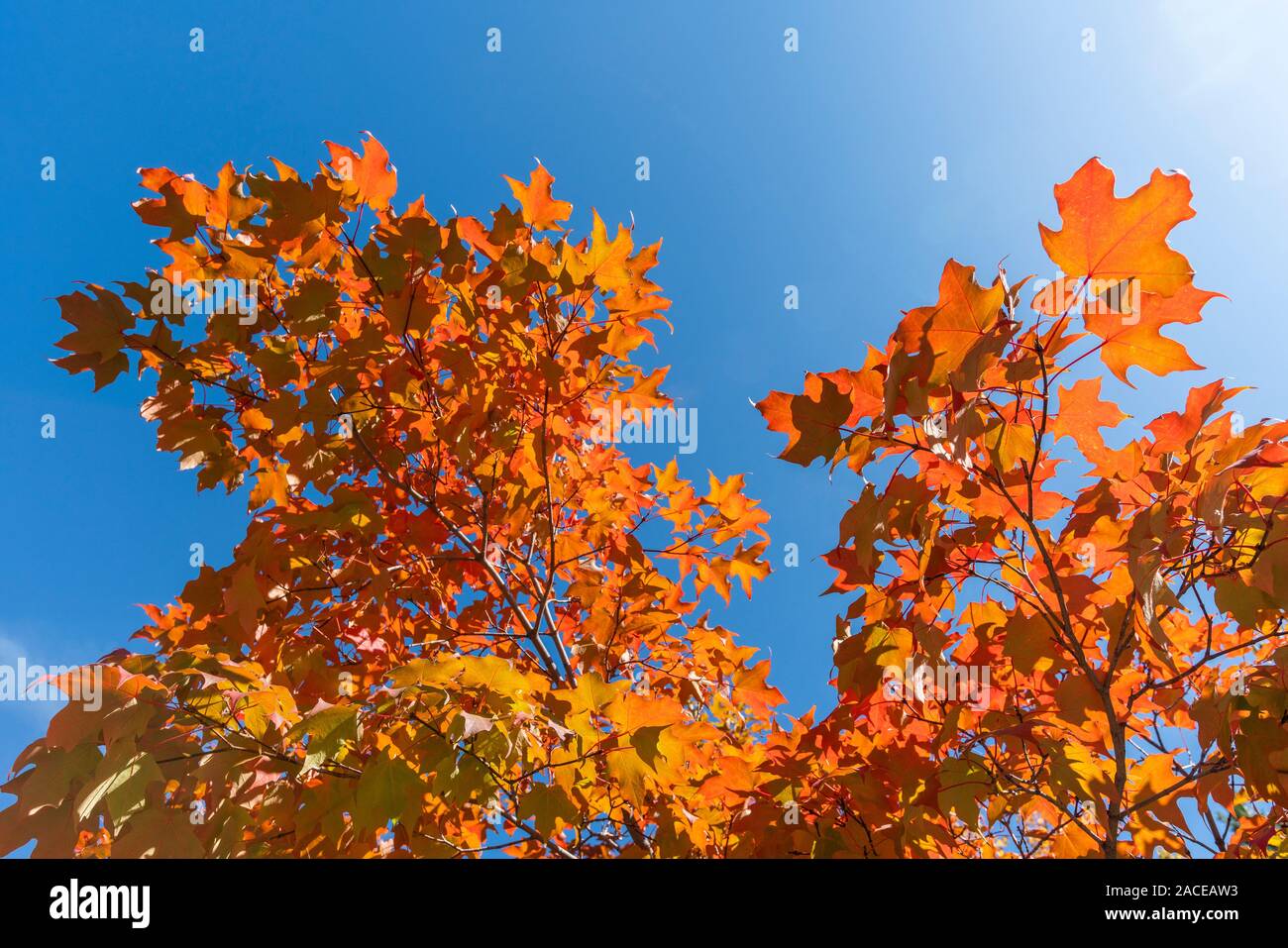 Der Herbst verzweigt sich gegen den klaren Himmel Stockfoto