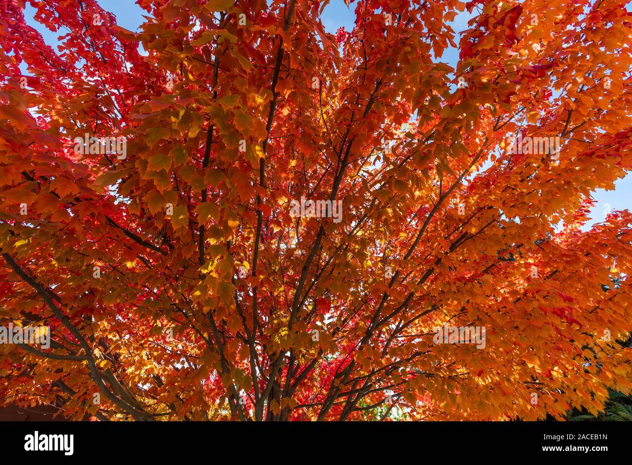 Im Herbst Zweige Stockfoto