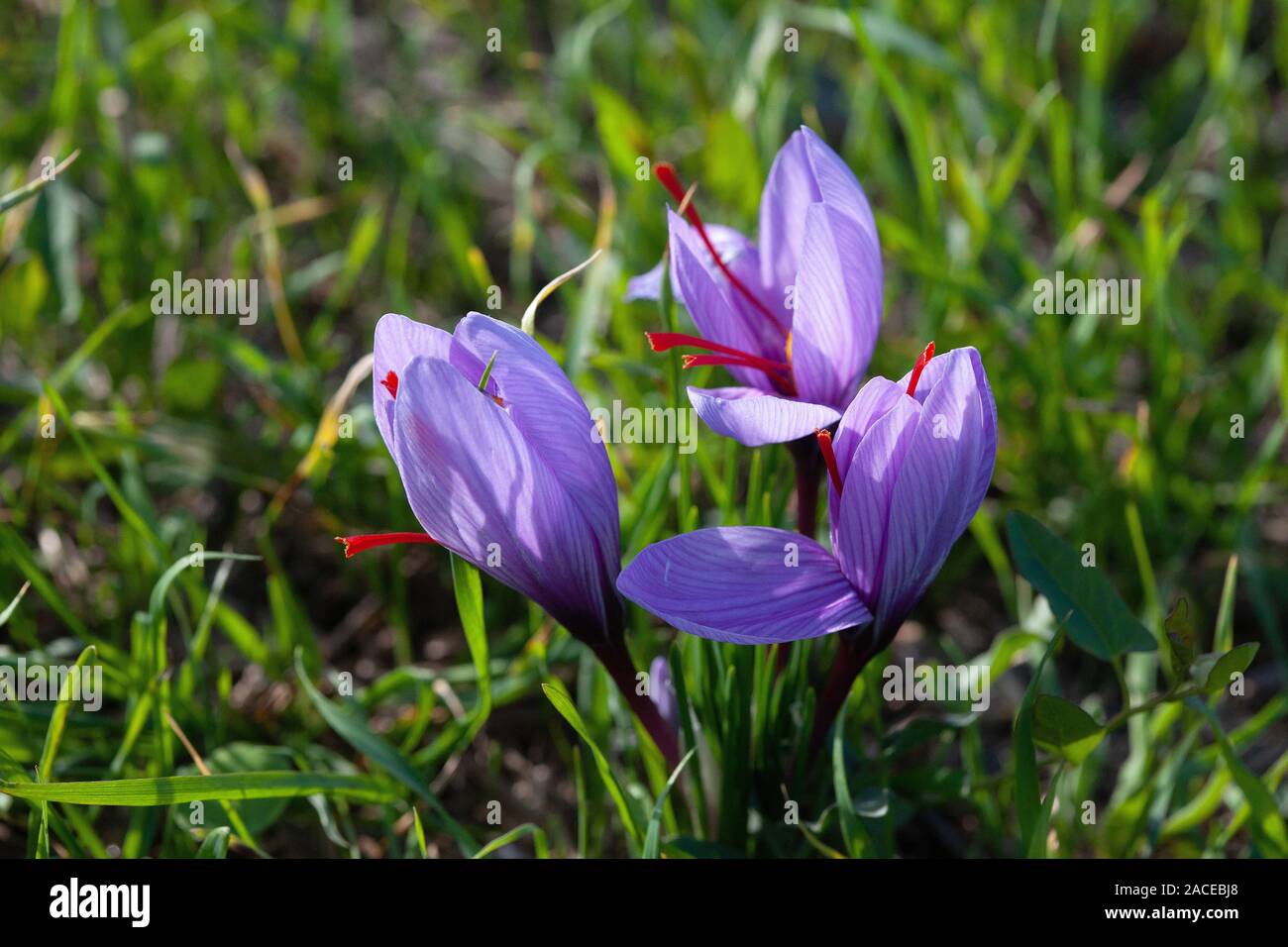 Safran Blumen und Stempel Stockfoto