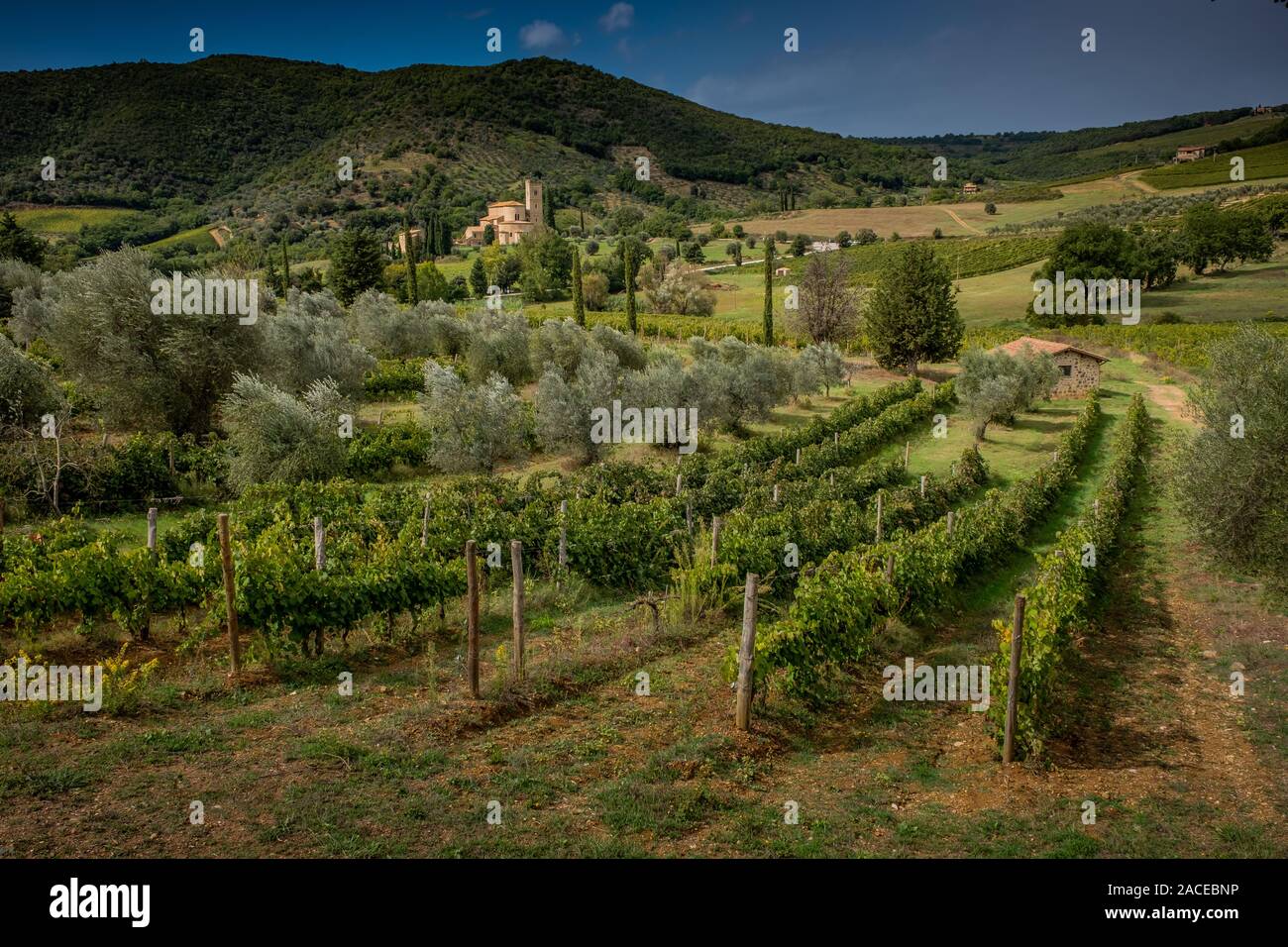Montalcino Tal, Siena, Luxus Weinberg und den Anbau von Weintrauben, im Hintergrund Abtei von Sant'Antimo, Klosteranlage Olivetaner entfernt ne Stockfoto