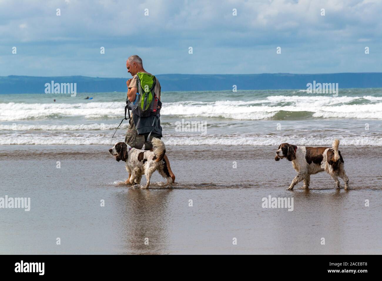 Mann, der zwei Hunde am Wasserrand in Saunton Sands, North Devon, England, Großbritannien spazieren ließ Stockfoto