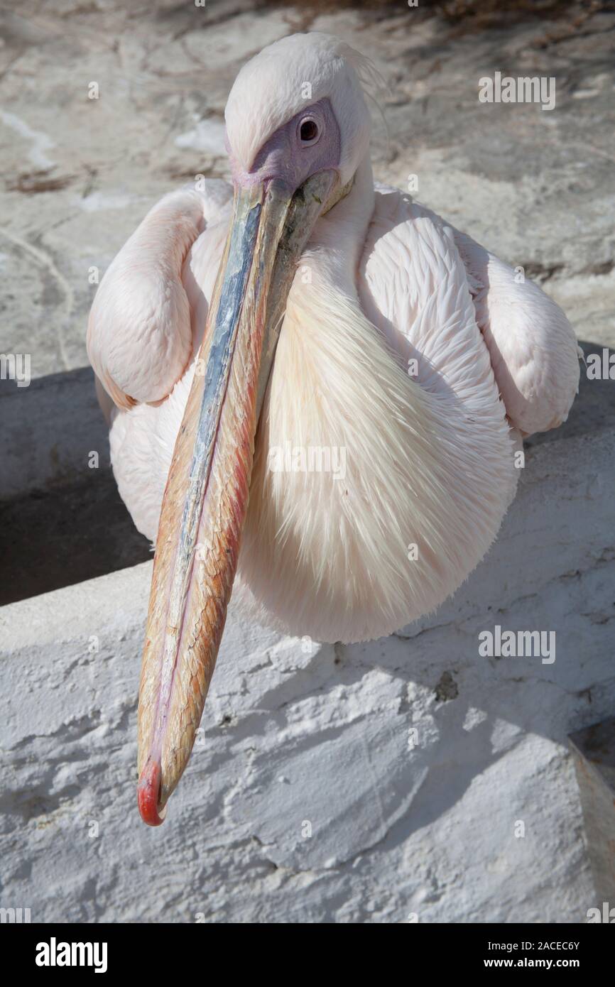 Pelican auf Felsen Stockfoto