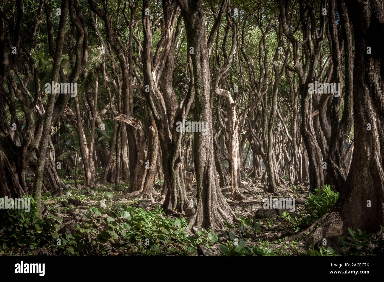 Bäume im Wald Stockfoto
