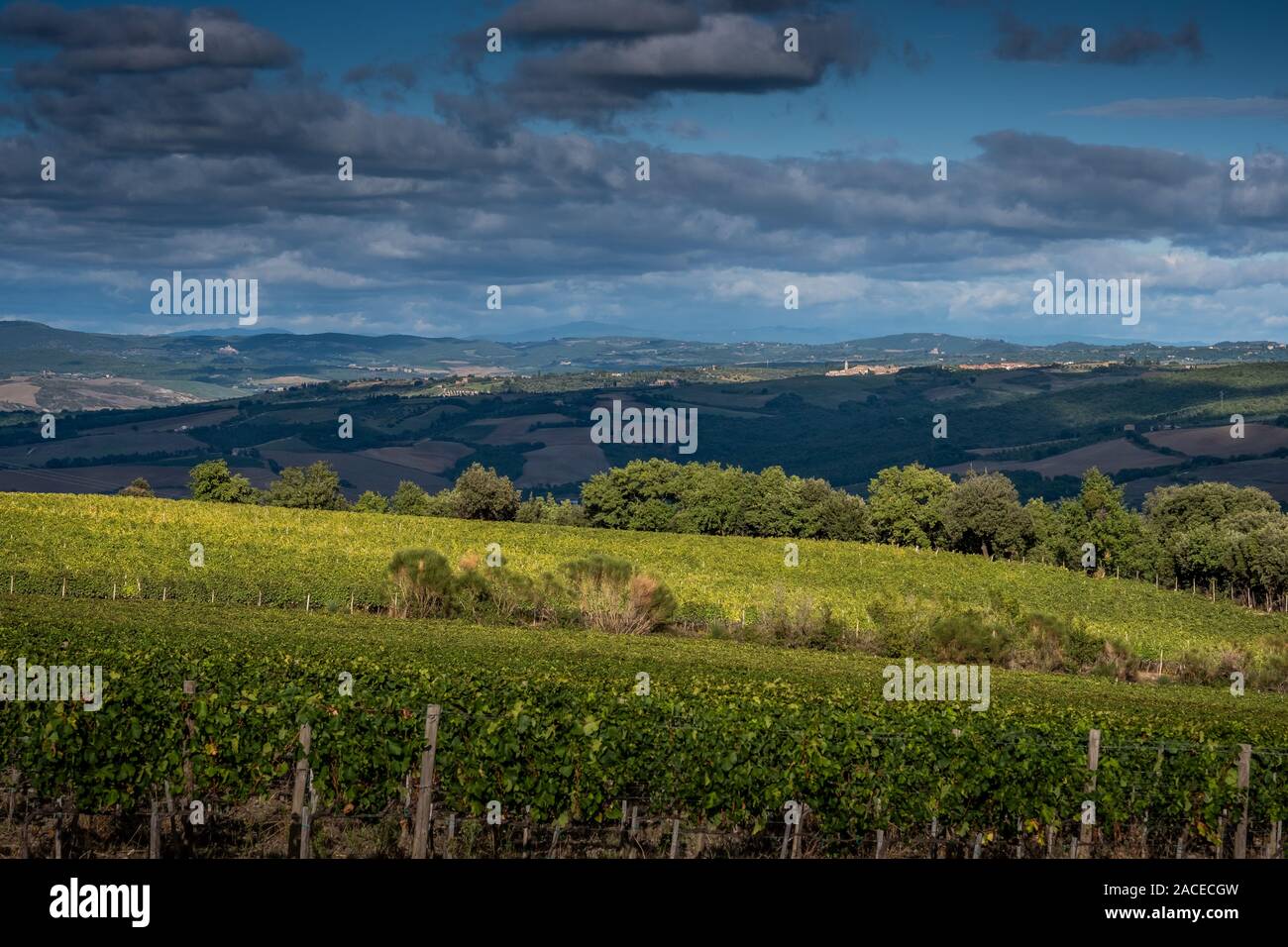 Montalcino Tal, Siena, Luxus Weinberg und den Anbau von Weintrauben, Verarbeitung und Pflege im Land der roten und weißen toskanischen Weine wie Brunello Stockfoto