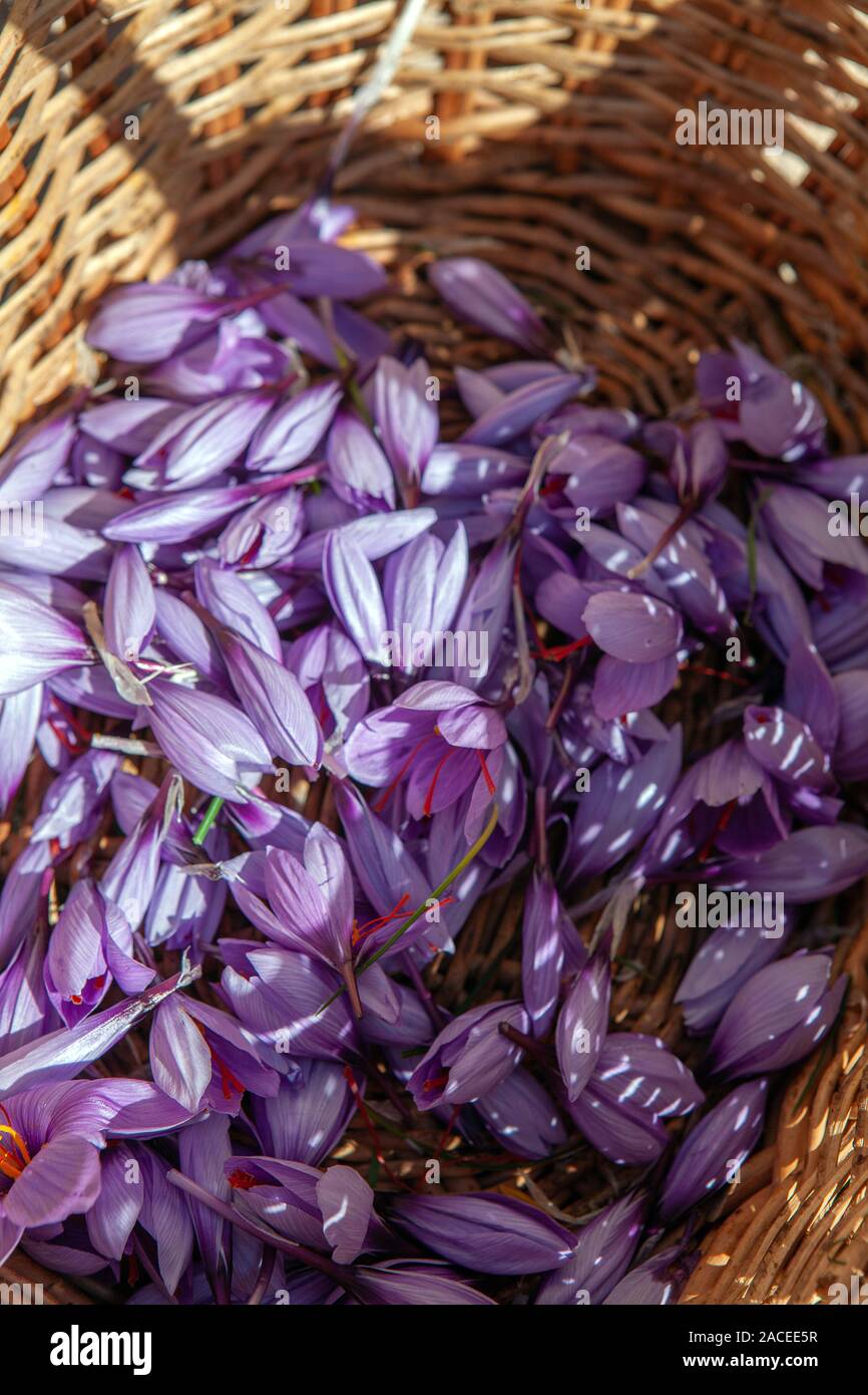 Safran Blumen und Stempel Stockfoto