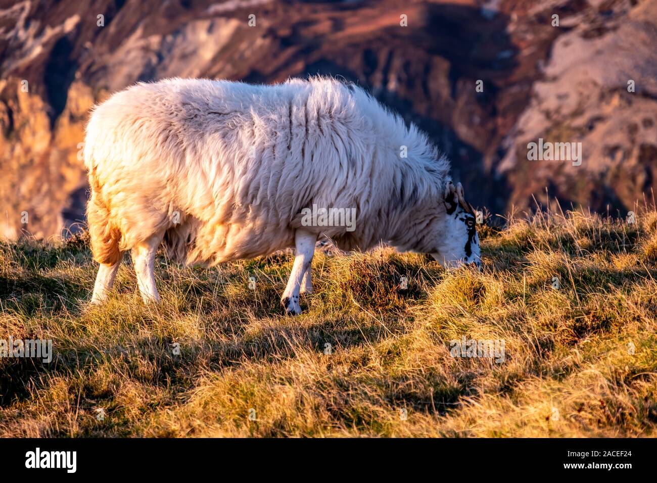 Schafe genießen den Sonnenuntergang an der Slieve League Cliffs im County Donegal, Irland. Stockfoto