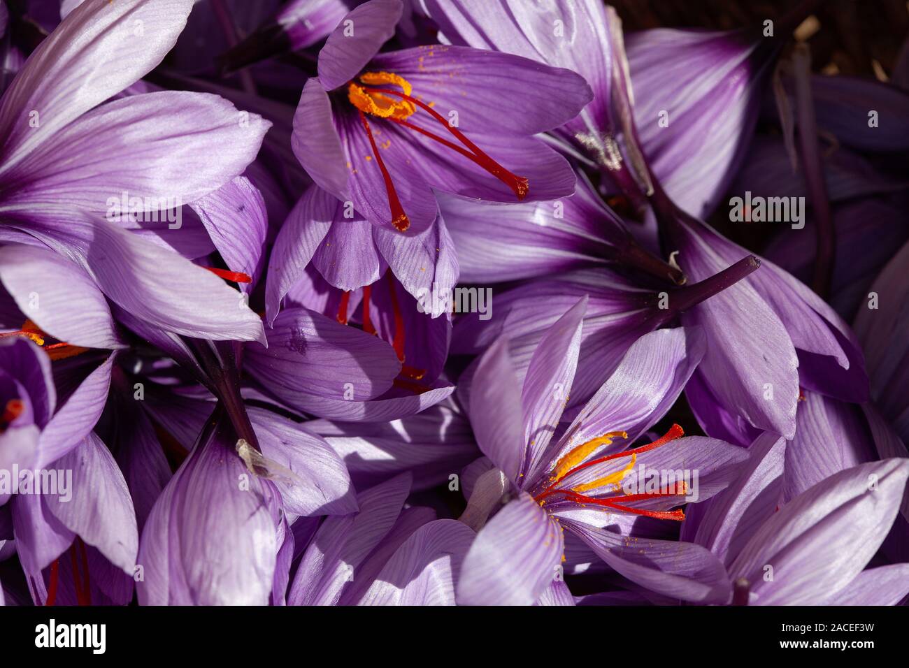 Safran Blumen und Stempel Stockfoto