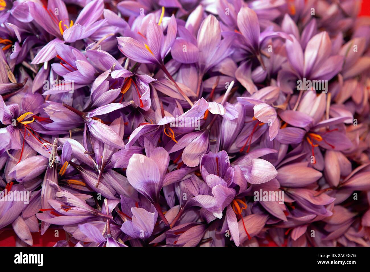 Safran Blumen und Stempel Stockfoto