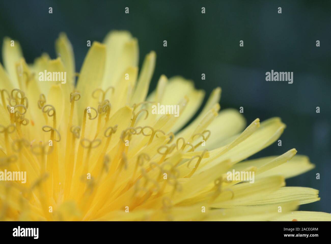 Makro Foto von einem Löwenzahn Stockfoto