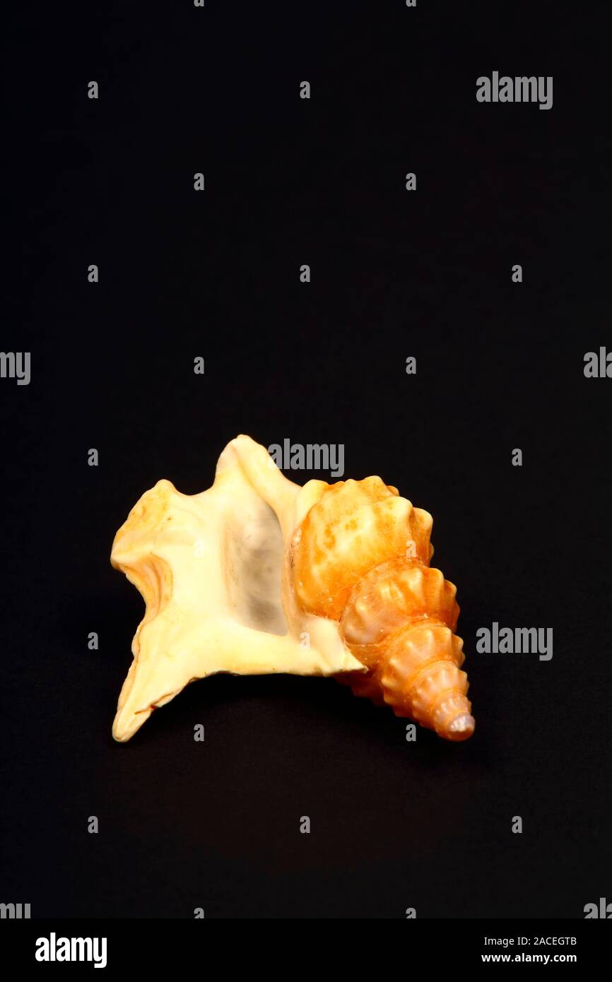 Pelikan Foot sea shell auf einem schwarzen Hintergrund isoliert Stockfoto